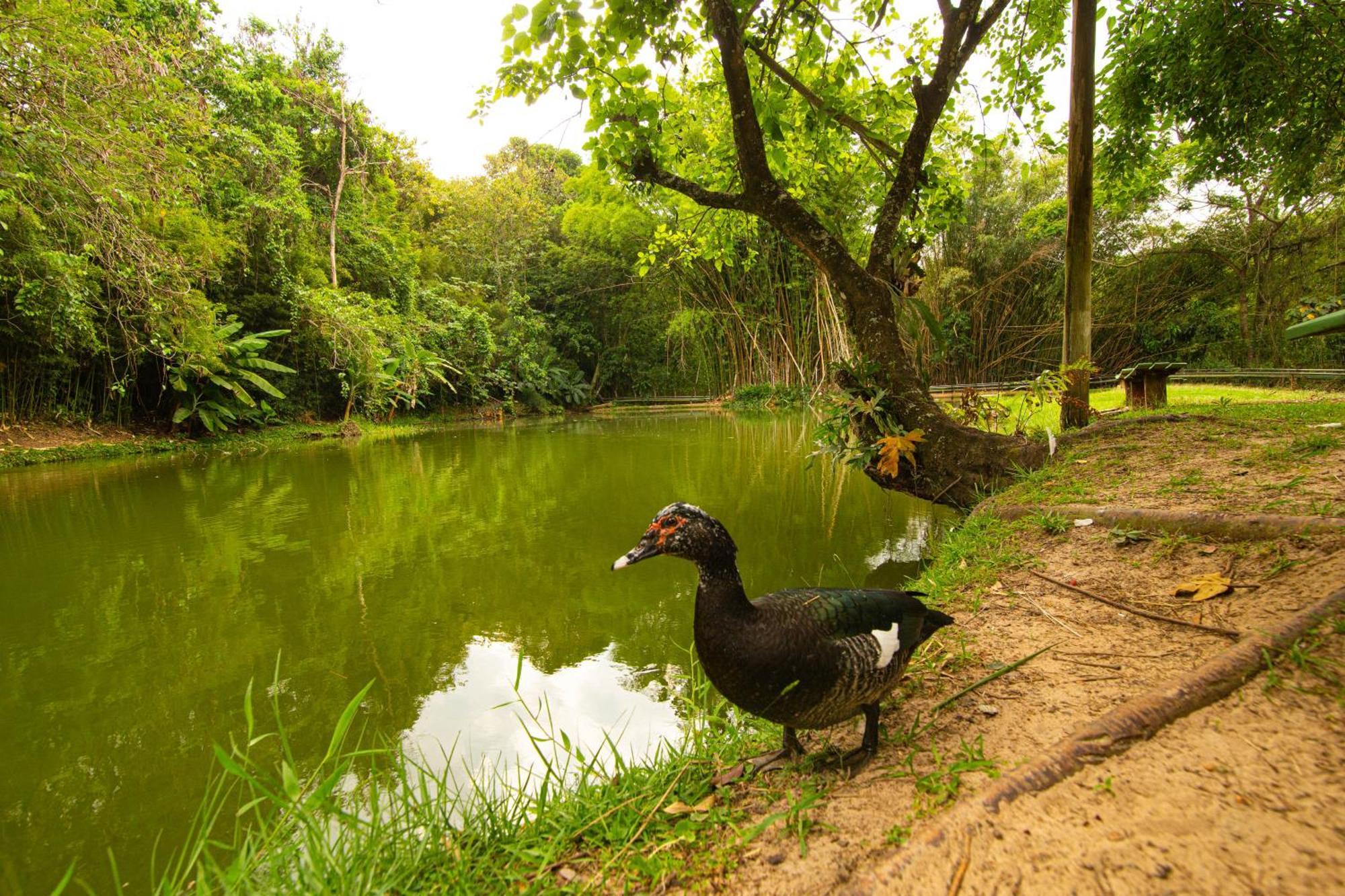 Hotel Fazenda Fonte Colina Verde サン・ペードロ エクステリア 写真